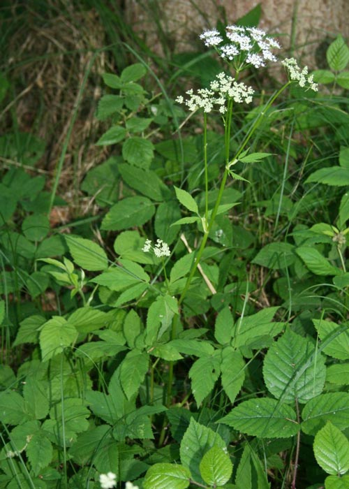 Сныть. wikimedia