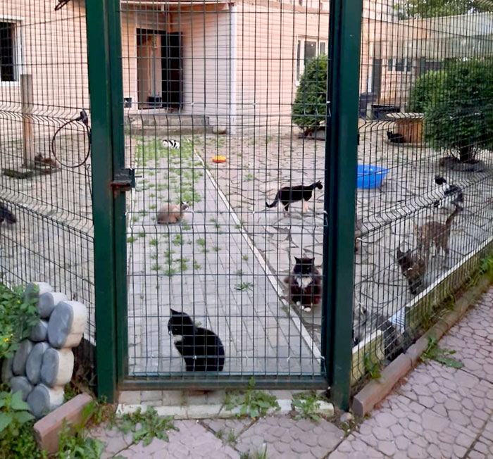 Котики всегда могут выйти погулять в вольере