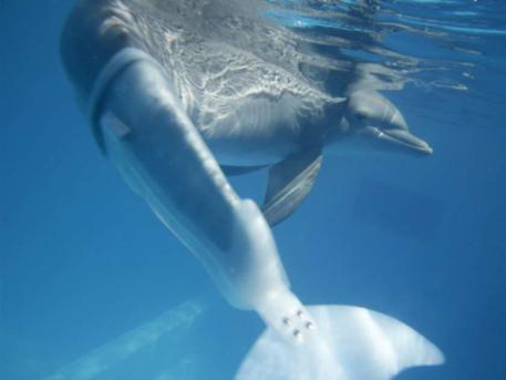 Чтобы Зима могла плавать, ей сделали хвост-протез.