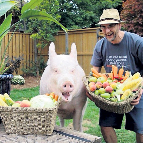 Канадская хавронья...