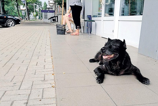 Всеобщая любимица не уходила со своего поста, даже когда заболела... Фото: doneck-news.com