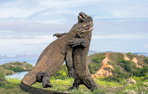 Эту битву гигантских варанов на острове Ринка Андрей ГУДКОВ сравнивает с танго
