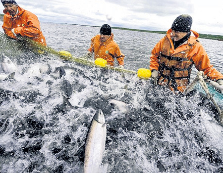Запрет на дрифтерный лов вызвал недовольство рыбаков Сахалина, которые могут остаться без работы. Фото: ua-01.com