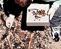 ФАРИНЕЛЛИ: по костям великого певца ученые хотят узнать, что он ел и как пел