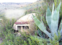 ДОТ У КАКТУСА: если на пулю враг не нарвется, хоть рожу расцарапает