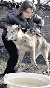 ОЛЯ - КАРАЮ: «А сейчас, серенький, будем купаться!»