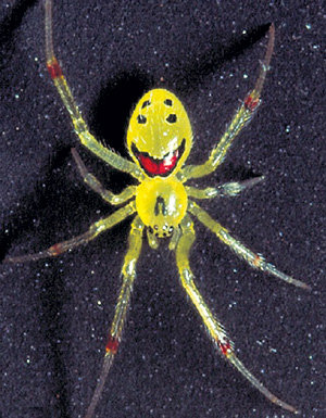 Забавное насекомое излучает радость